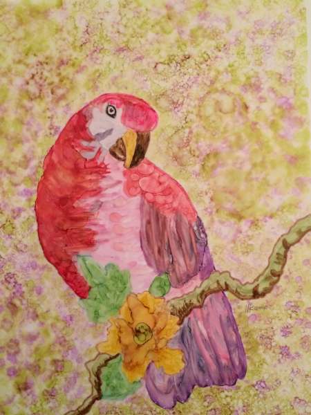 Red and lavender parrot