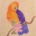 Orange and blue parrot